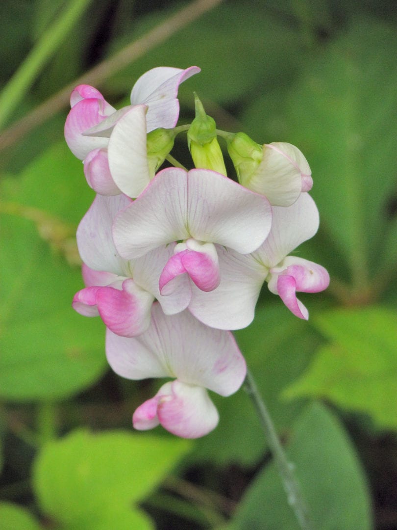 An image of white and purple flowers