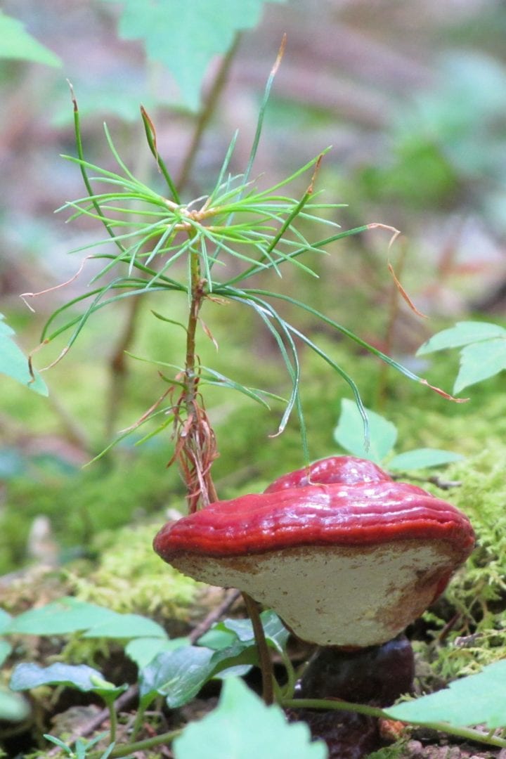 A red mushroom