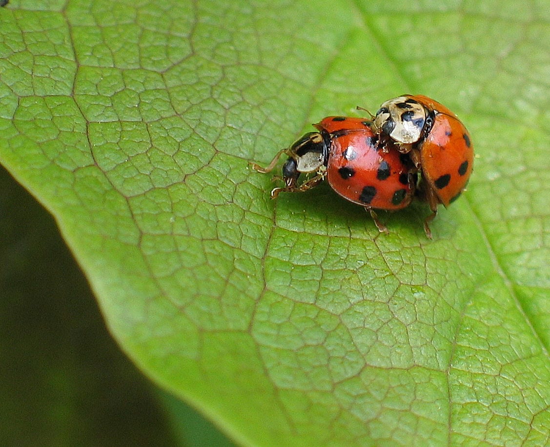 Two ladybugs on a leaf